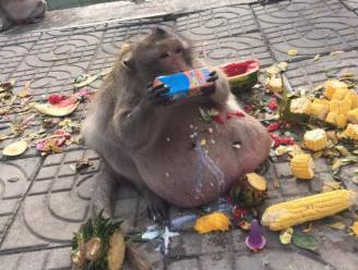 Aap genaamd 'Uncle Fatty' moet verplicht afvallen