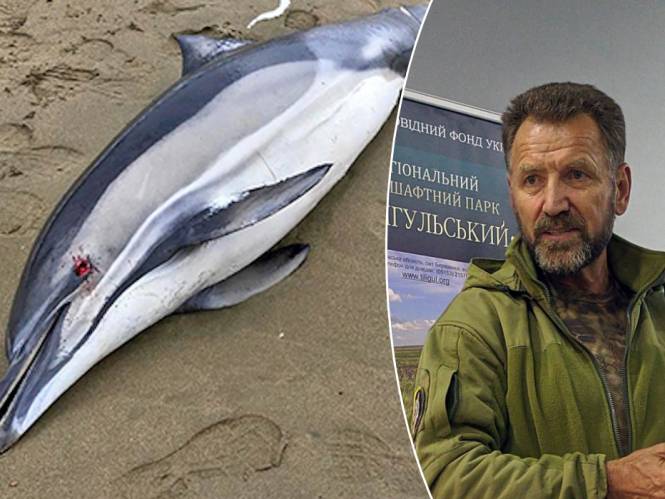 “Al duizenden dode dolfijnen”: hoe de oorlog in Oekraïne ook bedreigde zeezoogdieren uitroeit