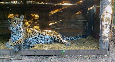 Zeldzaam: twee jaguarwelpjes geboren in Argentinië uit gevangen mama en wilde papa