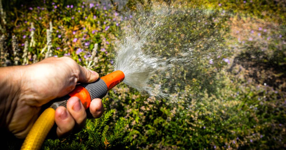 We verbruiken te veel water Vitens verwacht verbod om tuin te sproeien