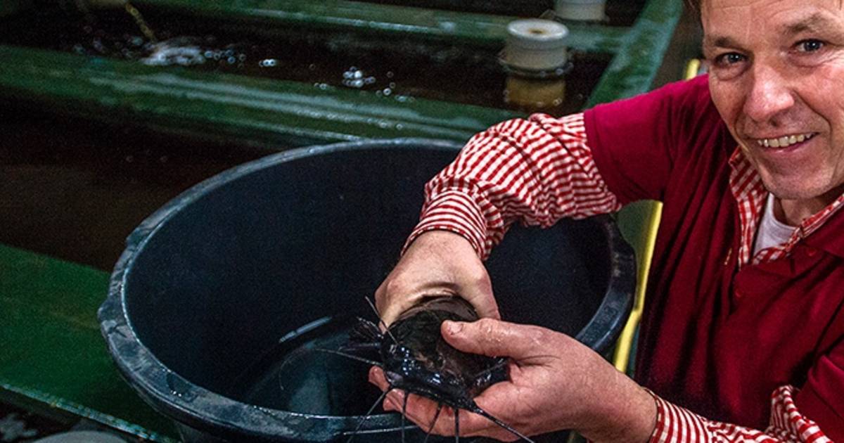 Vissen spartelen waar varkens ooit knorden