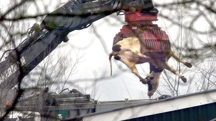 Dode dieren worden gedumpt in vrachtwagens tijdens de MKZ-crisis.