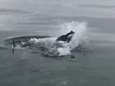 VIDEO. Witte haai pocht met dolfijn in de bek, maar nog grotere haai snoept prooi plots af