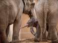 Baby van olifant Kai-Mook is dan toch een vrouwtje