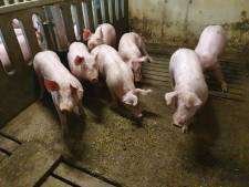 Raad van State veegt dwangsom van 10.000 euro tegen varkenshouderij Est van tafel