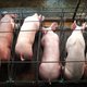 Frits Barend: 'Mijn grootouders zijn geen varkens'