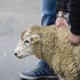 CGKR ziet geen graten in radiospot GAIA