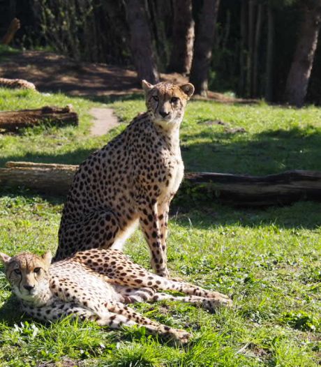ZooParc Overloon nieuw thuis voor cheetahfamilie met vijf gezinsleden