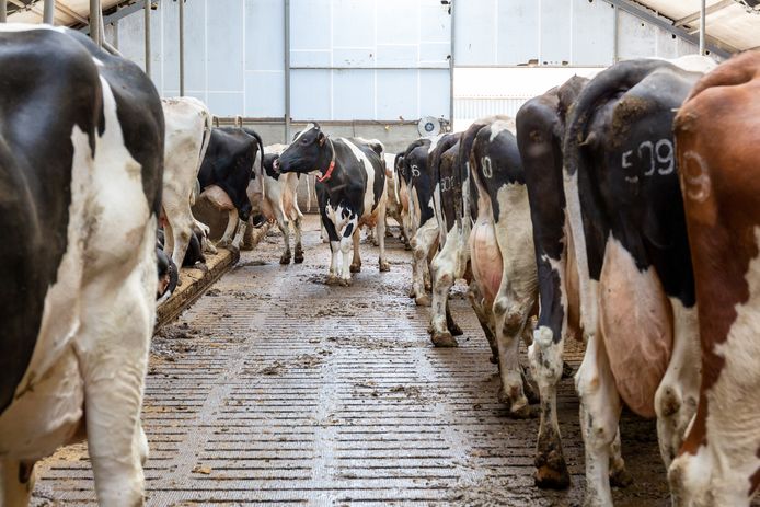 Emissiearme stalvloeren, zijn geen 'tovervloeren', maar kunnen wel een verschil maken.