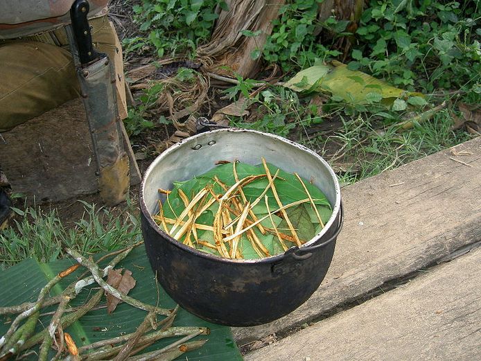 De bereiding van Ayahuasca.