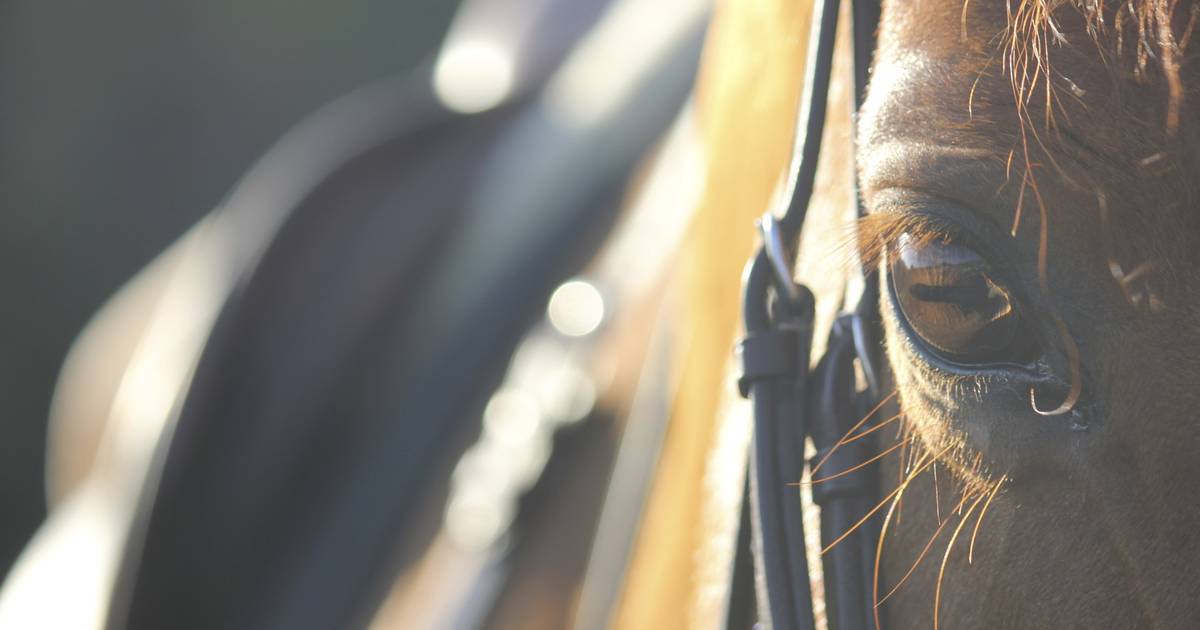 Voorwaardelijke celstraf voor man (74) uit Aagtekerke die paardenmeisjes jarenlang aanrandde
