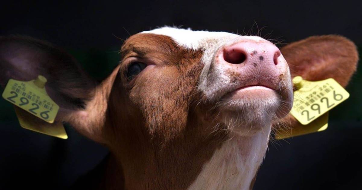 Ontsnapt stiertje na 'dagje uit' in Collendoorn weer op stal | Hardenberg