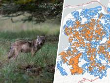 Tot wel 56 roedels in Nederland, vooral oosten en noorden geschikt voor de wolf