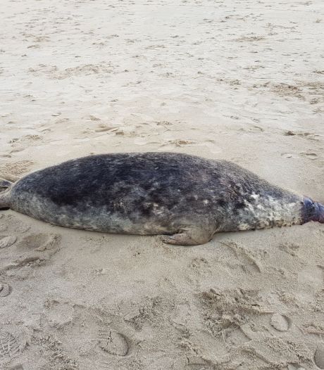 Mysterieuze sterfte onder volwassen zeehonden in Zeeland