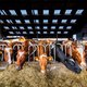 Rabobank wil deltaplan voor melkcrisis