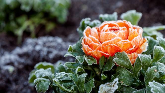 Hagel, sneeuw en vorst: pakken we onze tuinplanten best weer in? “Planten die te vroeg uit hun winterslaap komen, zijn kwetsbaarder voor de nachtvorst”