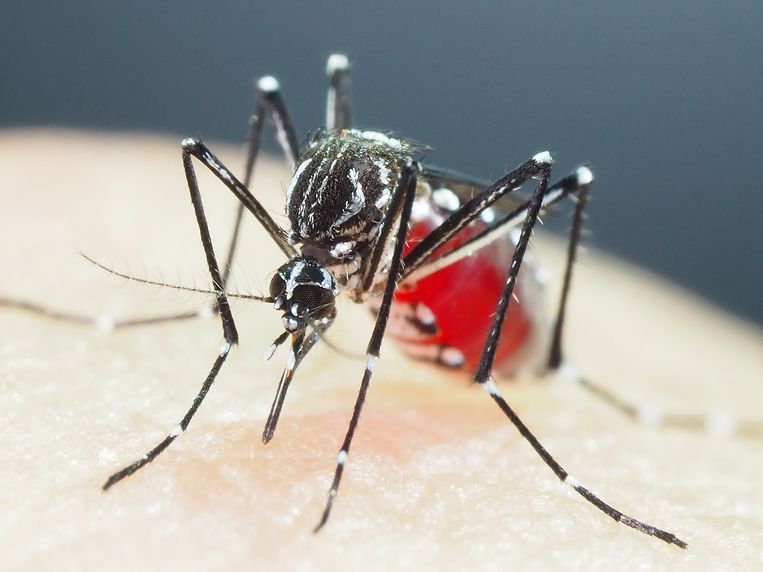 The researchers were shocked to find highly resistant yellow fever mosquitoes