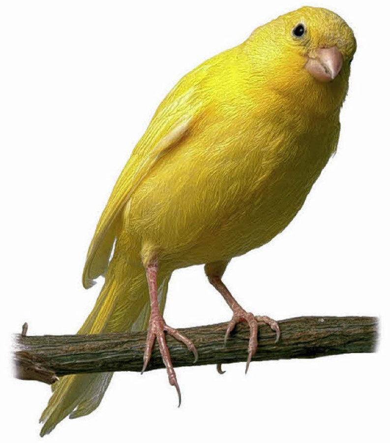 Канарейка смысл. Канарейка сайраши. Канарейка смысл. Канарейка желтая. Canary - канарейка.