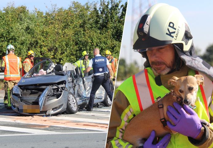 Hulpdiensten op de plaats van het ongeval. Foto rechts: een brandweerman bekommert zich om het hondje van het slachtoffer.