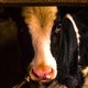 Ierse kalveren op weg naar Nederland worden geschopt en geslagen, zegt dierenorganisatie