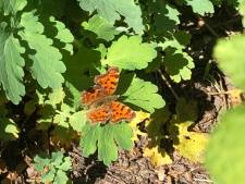 Laat je tuin eens vier seizoen verwilderen