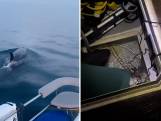 Boot zinkt na aanval van orka's in Straat van Gibraltar