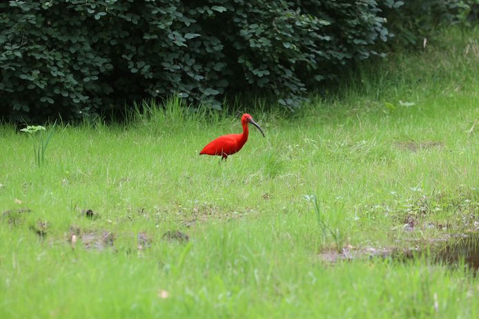 Bijzondere Vogel Gespot In Eindhoven Rode Ibis Trekt De Aandacht Eindhoven Ed Nl