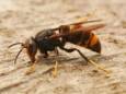 De Aziatische hoornaar vormt een bedreiging voor allerlei inheems insecten.