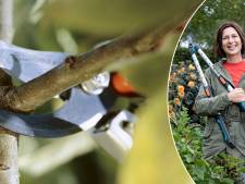 Wacht niet te lang met het snoeien van bomen