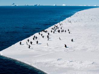 Belgen ontdekken 28 nieuwe soorten (!) op Antarctica