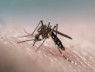 Klimaatverandering leidt tot toename van muggenoverdraagbare ziekten in Europa