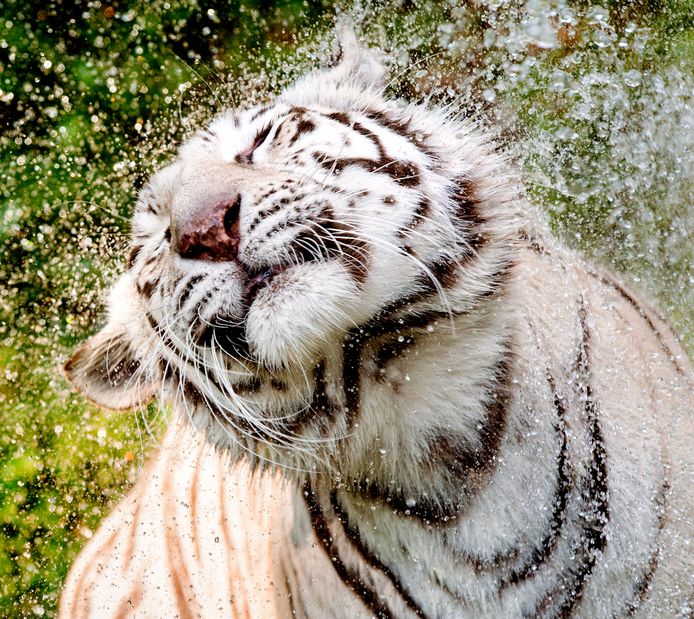 Een witte tijger wordt ter verkoeling nat gespoten in het Ouwehands Dierenpark in Rhenen. Foto ter illustratie.