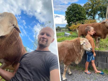 Als Maurits (44) bij zijn weiland komt, is Herkules verdwenen: ‘Ze hebben hier behoorlijk moeite voor moeten doen’