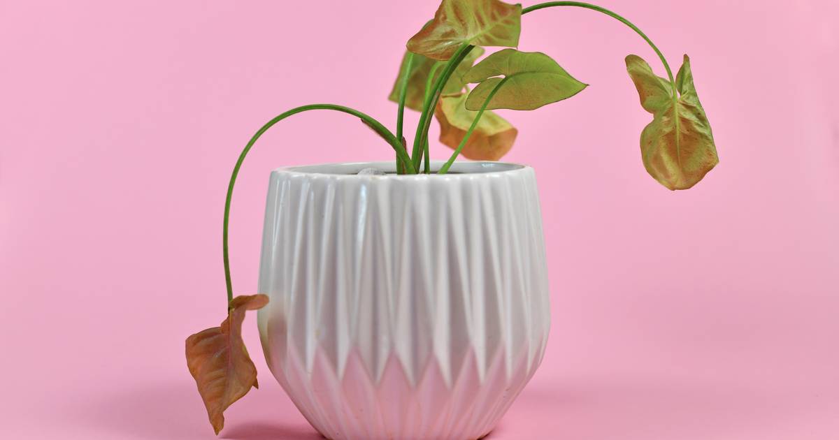 Does your plant have little water?  Then he starts crying “clicking” |  Science and the planet