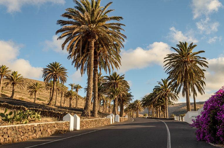 Road between palm trees, Hari­a. Lanzarote. Beeld Getty Images/iStockphoto