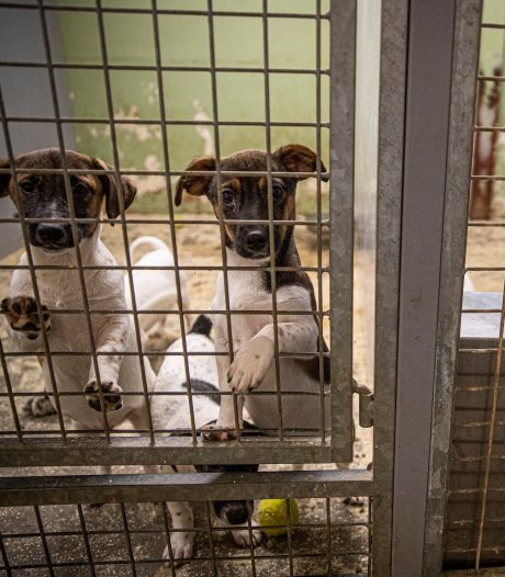 House of Animals wil álle honden weg bij Eerselse fokker: ‘Geen vertrouwen in goede behandeling’