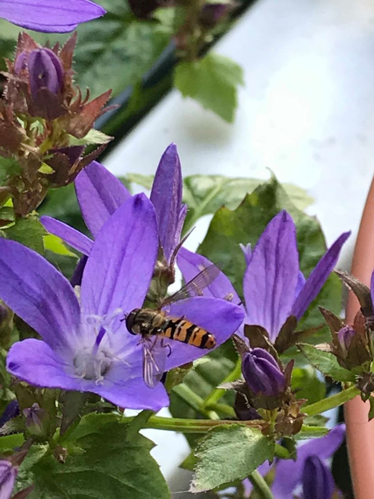 Campanula met zweefvlieg Beeld Caspar Janssen
