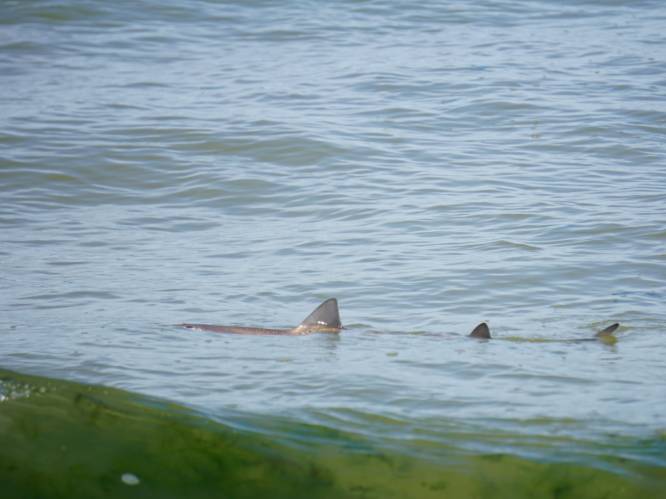 Gevlekte haai van bijna 1,5 meter gespot in ondiep water van Noordzee: "Ik dacht, dit kan niet waar zijn!"
