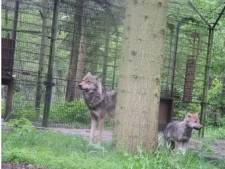 Deux loups s’échappent d’un parc animalier aux Pays-Bas: “Il est passé à cinq mètres, j’étais morte de peur”