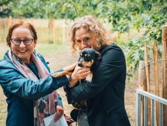 Nu ook ‘puppylosloopweide’ in Gentbrugse Meersen: “Afgescheiden van de grote honden”