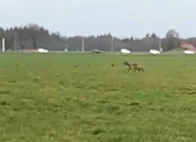 Vier wolvenexperts bestudeerden beelden uit Molenschot: ‘Is 100 procent een wolf die weg overstak’