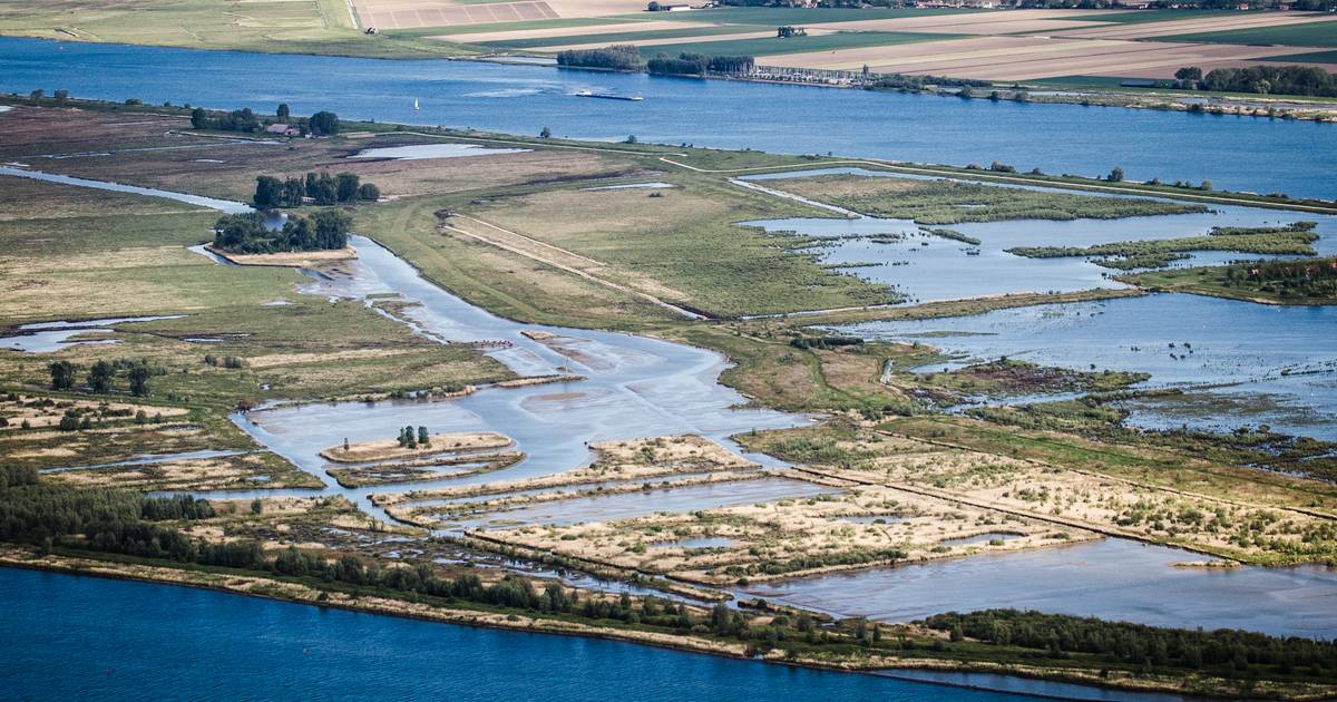 Nieuwe vogelboulevard bij Ooltgensplaat geopend: ‘Watervogels komen juist hierheen’