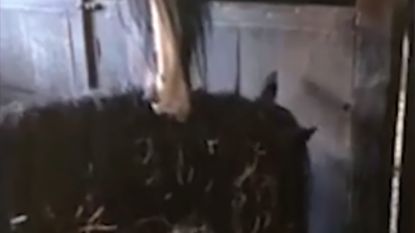Dit paard lijkt stervende merrie te bijten, maar dan blijkt dat hij het leven van zijn stalgenoot redt