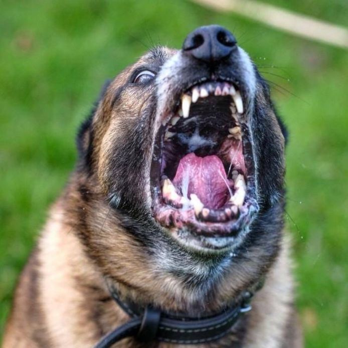Twee inbrekers werden vannacht in Kampen op heterdaad betrapt. Een van hen werd gebeten door een politiehond.