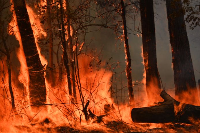 Hevige bosbranden in Taree, 350 kilometer ten noorden van Sydney.