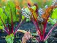Potager pollué aux métaux lourds à Bressoux: surtout les salades et les choux