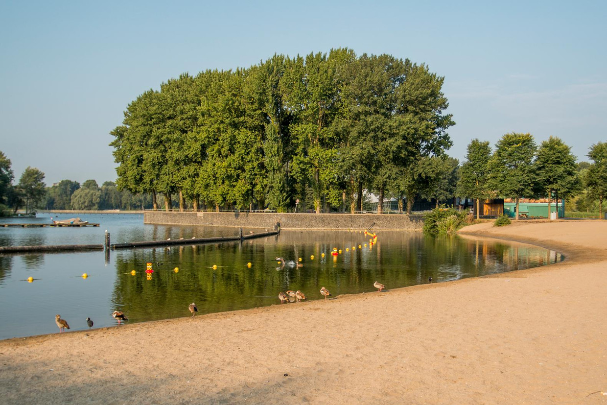Uitzonderlijk Warm Water Perfecte Habitat Voor Blauwalg Het Parool