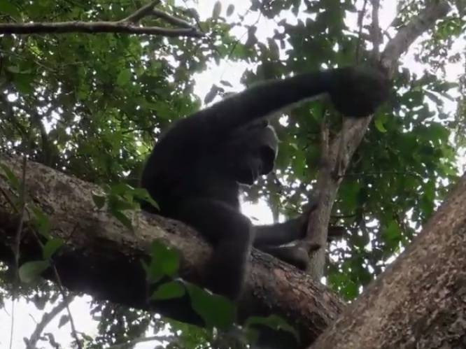 Wetenschappers onder de indruk: chimpansees slaan schilden schildpadden stuk om ze op te eten