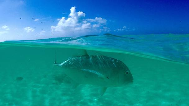 Blue Planet II: Oceans of Wonder