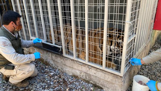 Zoo in Chili vaccineert leeuwen en tijgers tegen corona na speciale vaccinatietraining voor dieren